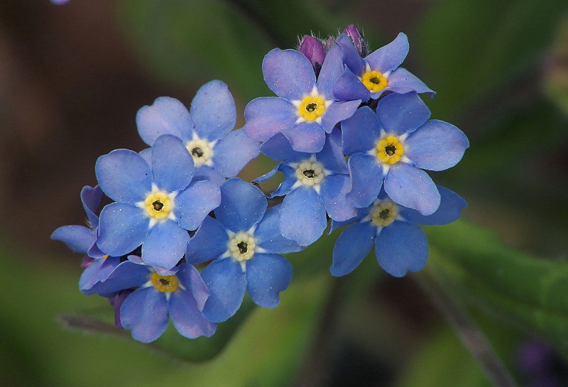 Το χρώμα του μπλέ του "μη με λησμονεί"